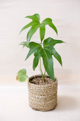 Anthurium pedatoradiatum
